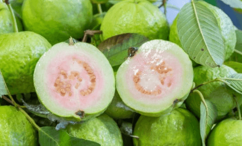 Guava Is A Fruit With Many Health Benefits