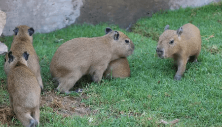 Baby:-5b45i71y_K= Capybara