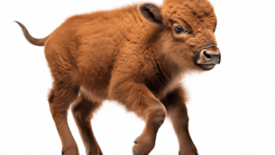 Baby:E1r7catpfqy= Bison