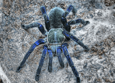 Blue:Uhl9yi5cpze= Tarantula