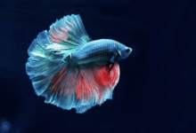 Beautiful:5cclph6upns= Betta Fish