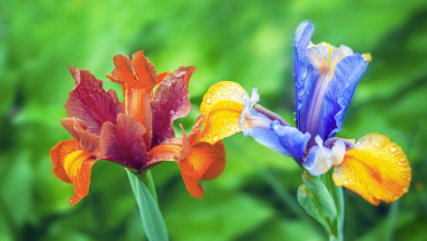 Beautiful:5oudsrcws6i= Iris Flower