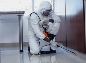 Pest Control Services for a Safe, Pest-Free Home or Office