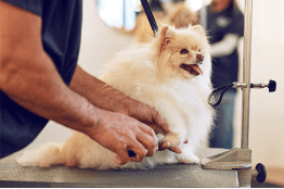 Pet Grooming Services to Keep Your Pet Looking and Feeling Great