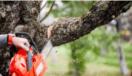 Tree Removal Services for Safe and Professional Tree Cutting and Removal