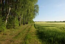 growth edge conversion horizon