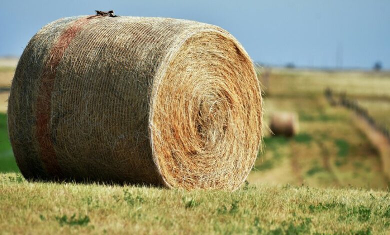 horizon core expansion node